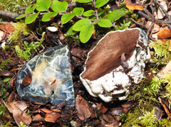 Rossbeevera pachydermis