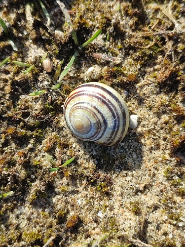 Cepaea nemoralis