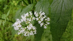 Valeriana excelsa