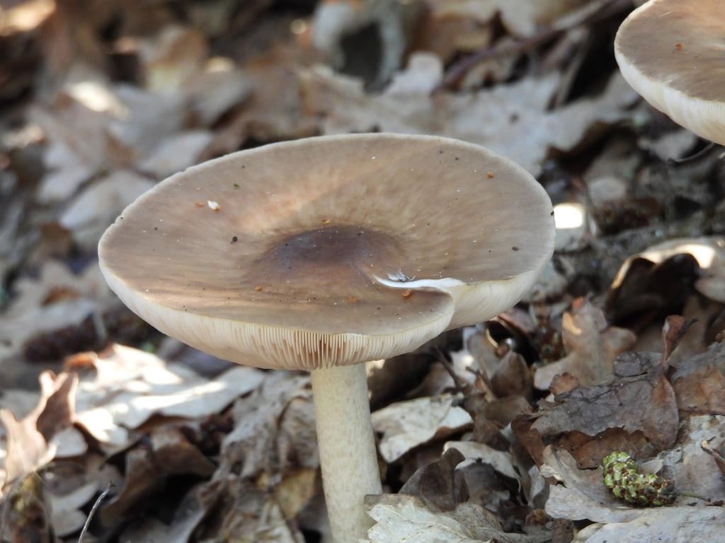 Pluteus cervinus · March 2026 · photo: © mirela88 (iNaturalist, cc0)
