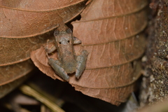 Pristimantis petersi