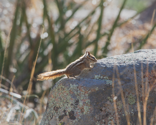 Organ Mountains Chipmunk observed by mattbecker