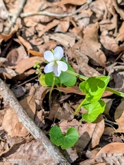 Viola floridana, photograph Robert Guralnick, CC BY, iNaturalist via GBIF