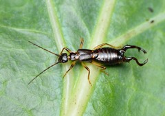 Ancistrogaster spinax