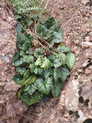 Cyclamen africanum, photograph (c) Mehdi Chetibi, some rights reserved (CC BY)