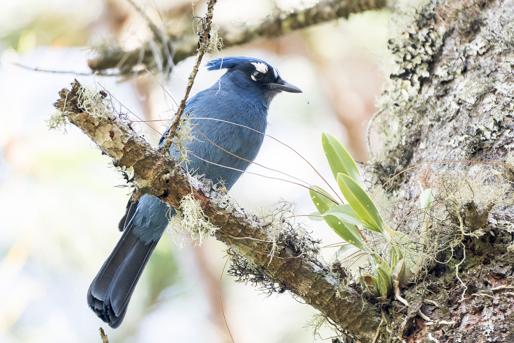 Steller's Jay