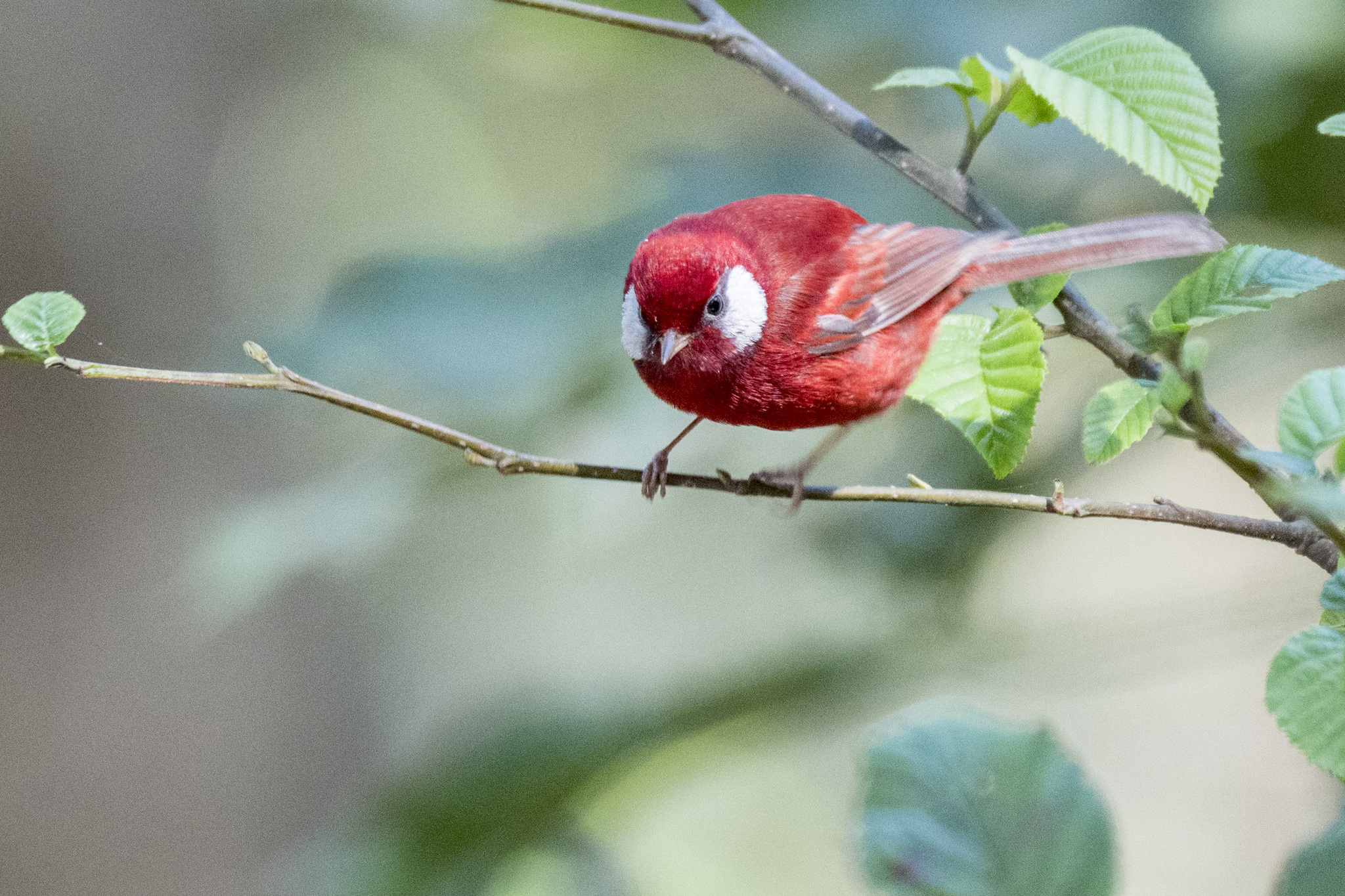 Red Warbler (Cardellina rubra), photo 9