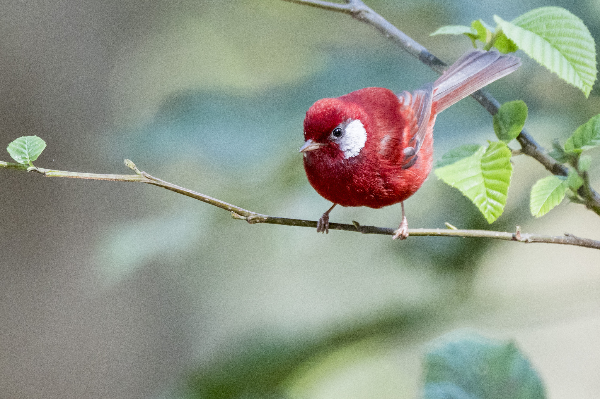 Red Warbler (Cardellina rubra), photo 8