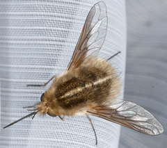 Bombylius minor