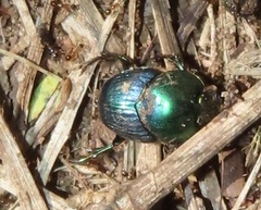 Proagoderus aureiceps