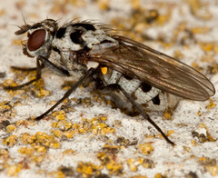 Anthomyia pluvialis