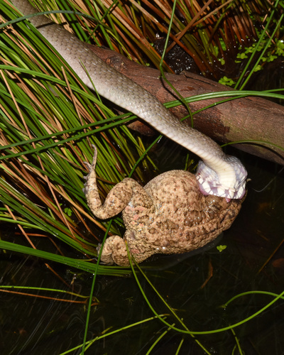 Red-lipped Snake