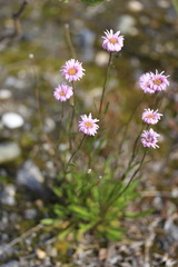 Erigeron silenifolius