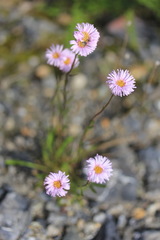 Erigeron silenifolius