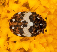 Anthrenus delicatus