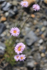 Erigeron silenifolius