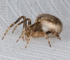 Araneus angulatus