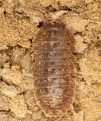 Armadillidium hirtum