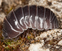 Armadillidium badium