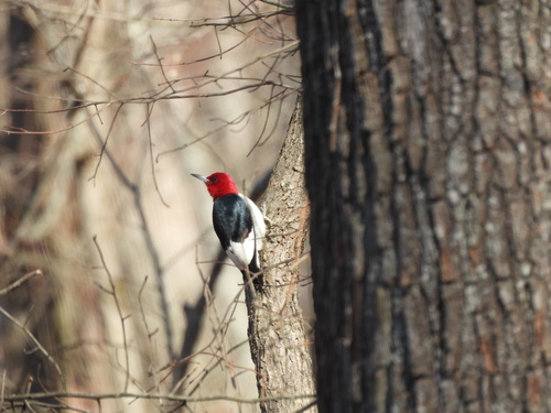 Red-headed Woodpecker observed by ccscamila
