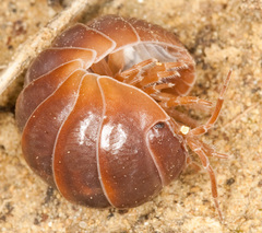 Armadillidium badium