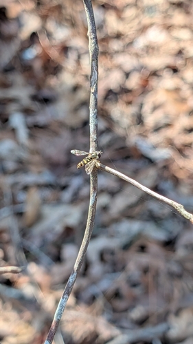 Unknown species found near Lawrenceville, GA 30045, USA