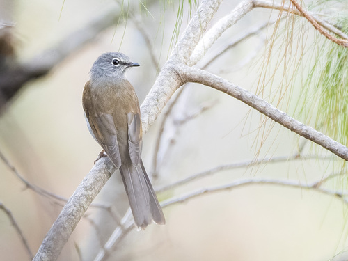 Brown-backed Solitaire (Myadestes occidentalis), photo 10