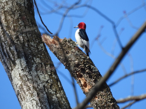 Red-headed Woodpecker observed by ccscamila