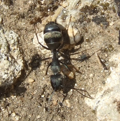 Camponotus micans