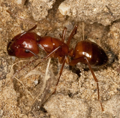 Camponotus nylanderi
