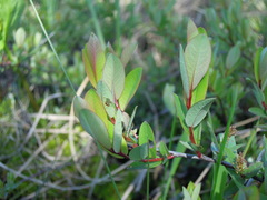 Salix myrtilloides