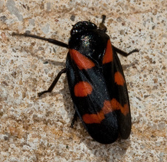 Cercopis arcuata
