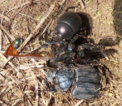 Proagoderus aureiceps