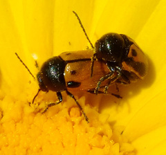 Cryptocephalus rugicollis