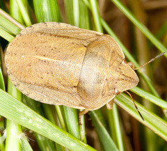 Eurygaster austriaca