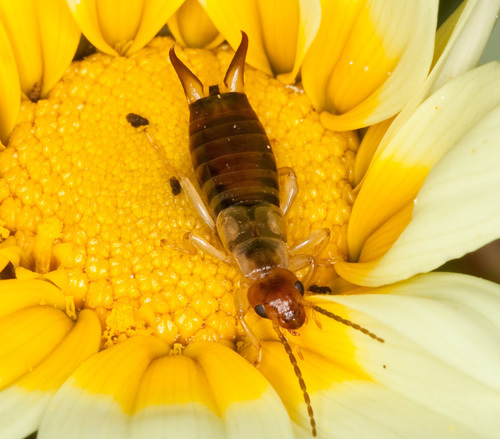 Deceiving Earwig