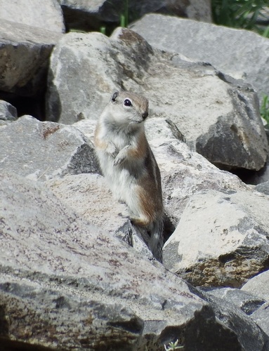 White-tailed Antelope Squirrel observed by alandqz