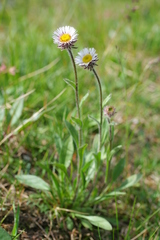 Erigeron eriocalyx