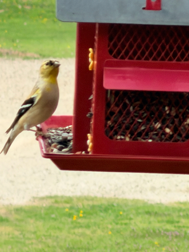 American Goldfinch observed by fruitloops5150