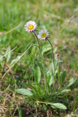 Erigeron eriocalyx