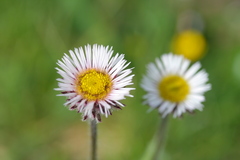 Erigeron eriocalyx