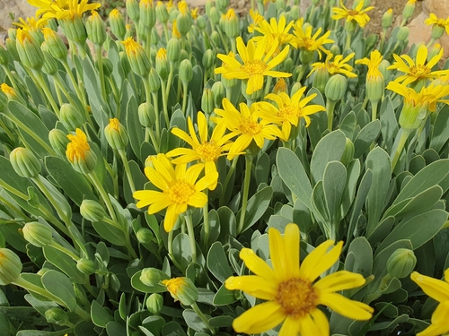 Rasa Chaamanti (రస చామంతి) (Hertia cheirifolia)