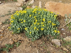 Hertia cheirifolia, photograph (c) Mehdi Chetibi, some rights reserved (CC BY)