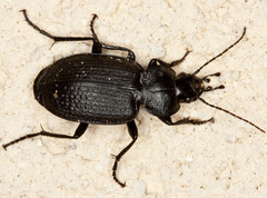 Licinus punctatulus