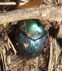 Proagoderus aureiceps