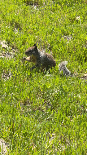 California Ground Squirrel observed by untrainednaturalist