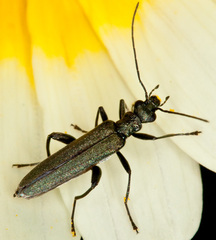 Oedemera crassipes