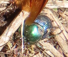 Proagoderus aureiceps