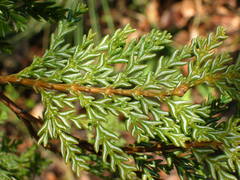 Austrocedrus chilensis