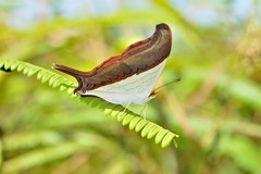 Marpesia zerynthia